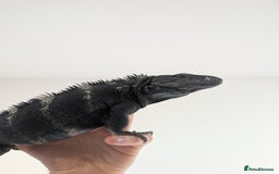 Iguana reptiles for sale: Ctenosaura pectinata Mexican spiny tail iguana  - Image 5