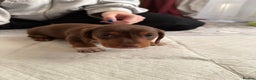 Miniature Dachshund dogs for sale: Miniature Dachshund's   - Advert 25