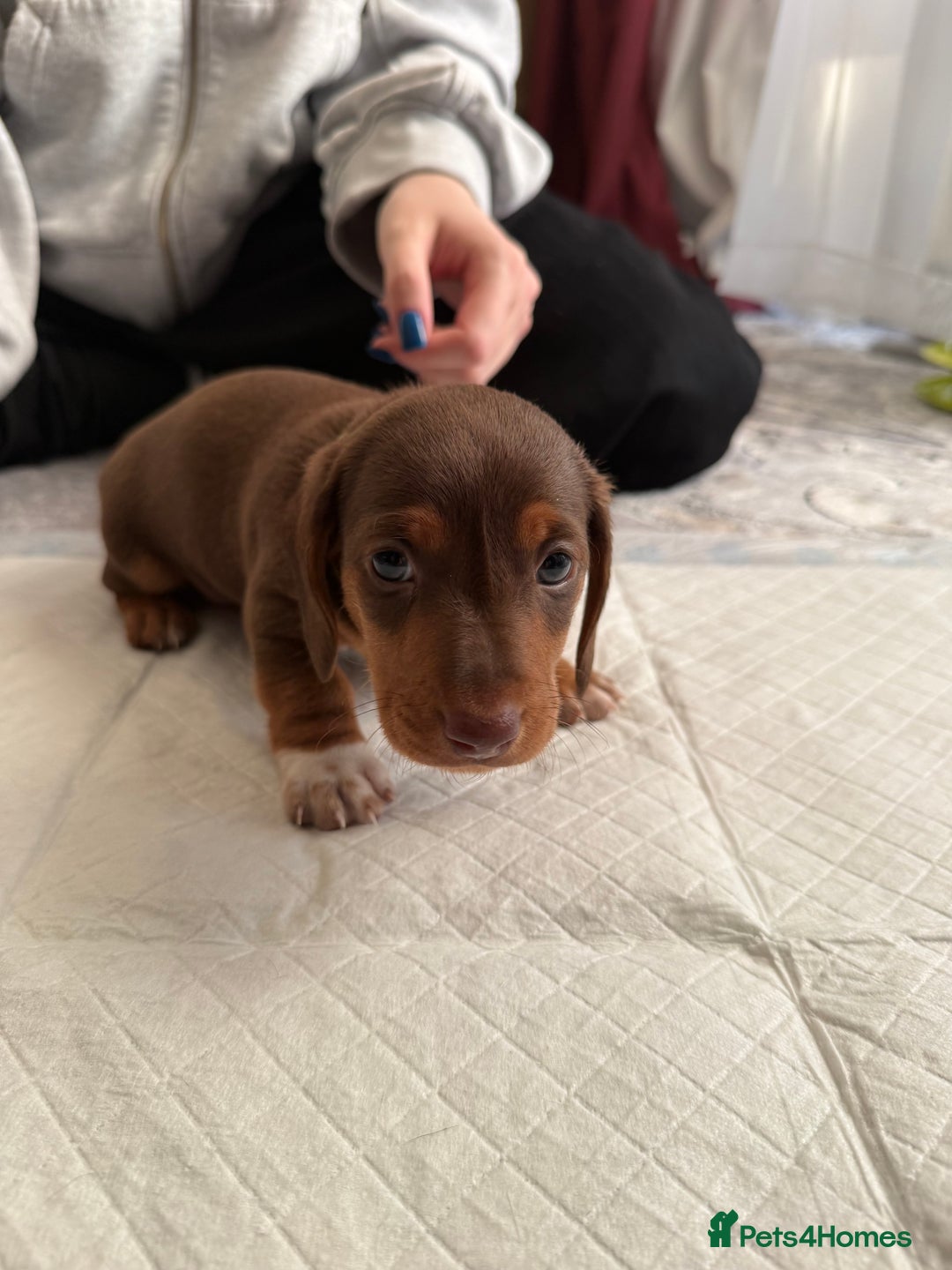 Miniature Dachshund dogs for sale: Miniature Dachshund's   - Advert 25