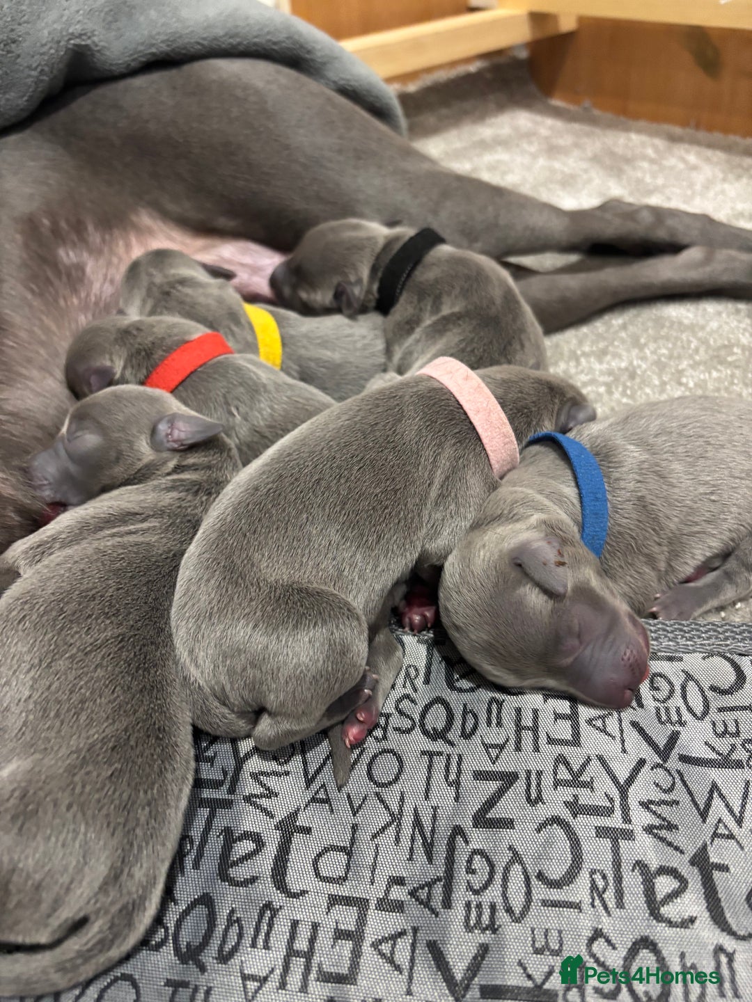 Whippet dogs for sale: Full blue pedigree KC reg whippet puppies - Advert 9
