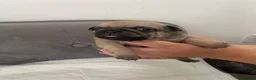 Pug dogs for sale: Beautiful Purebred Pug Puppies for Sale in Middlesbrough - Advert 5