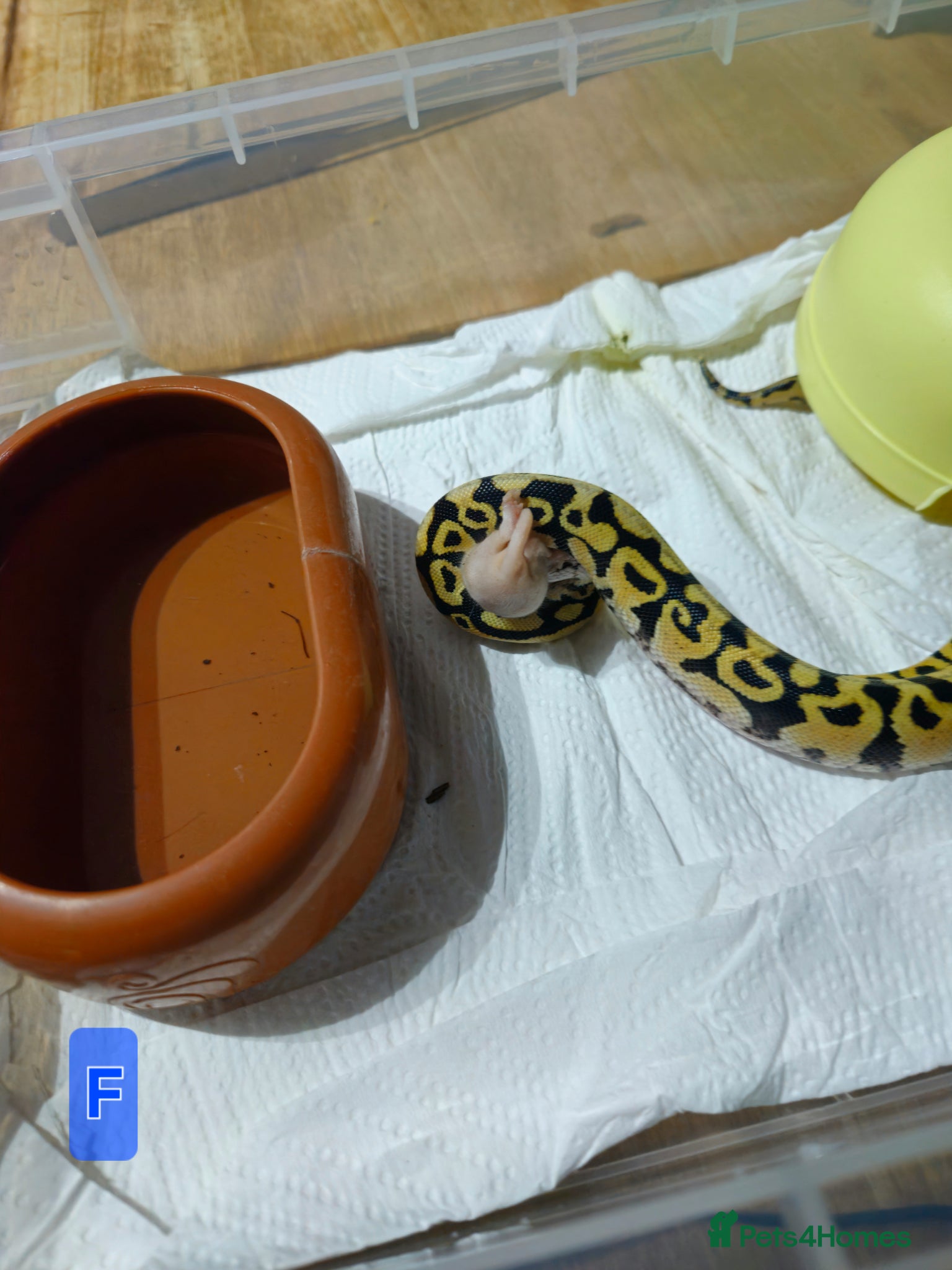 Python Snake reptiles for sale: spotnose het clown/ clown clutch - Advert 12