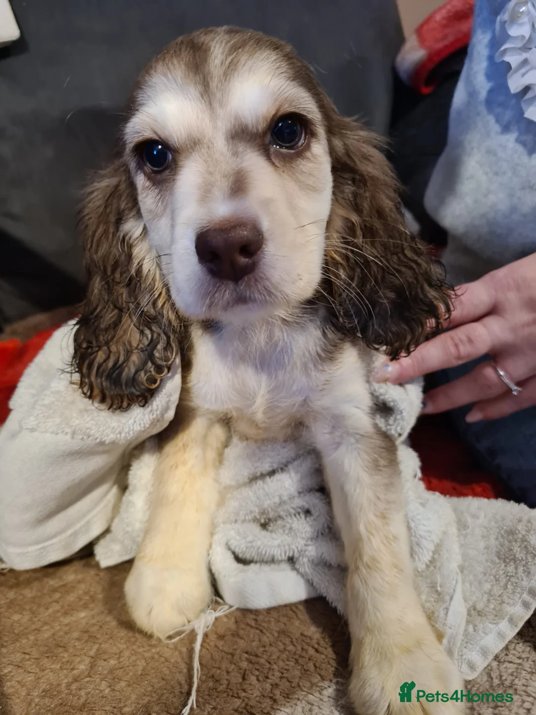 Cocker Spaniel dogs for sale: Cocker spaniel puooys - Advert 30