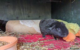 Guinea Pig rodents for sale: Teddy guinea pig boars available now  - Image 6