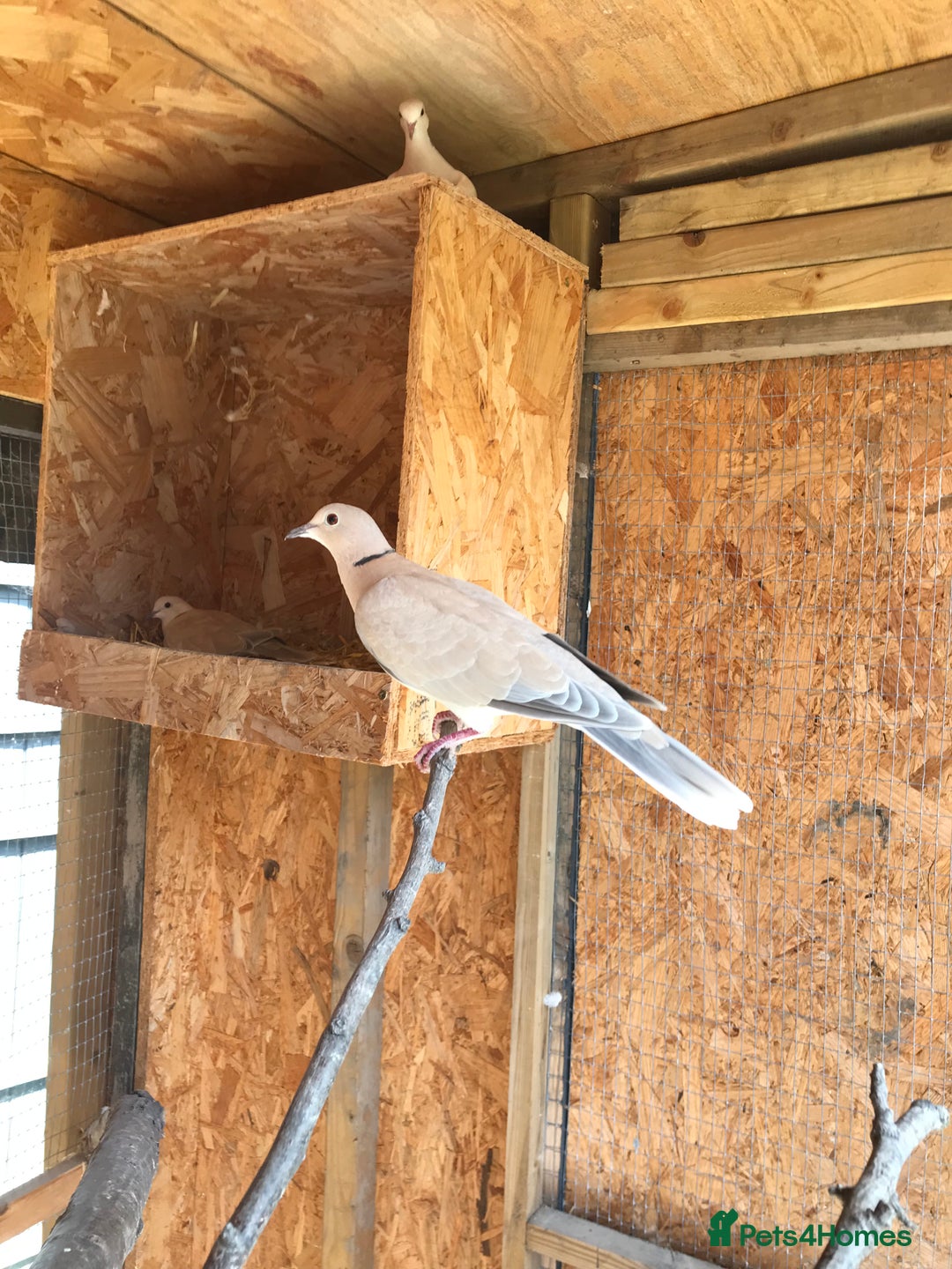 Doves birds for sale: Ring neck doves - Image 3