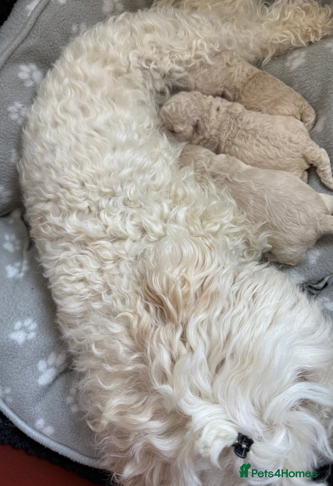 Bichon Frise dogs for sale: Bichon Frise Puppies  - Advert 19