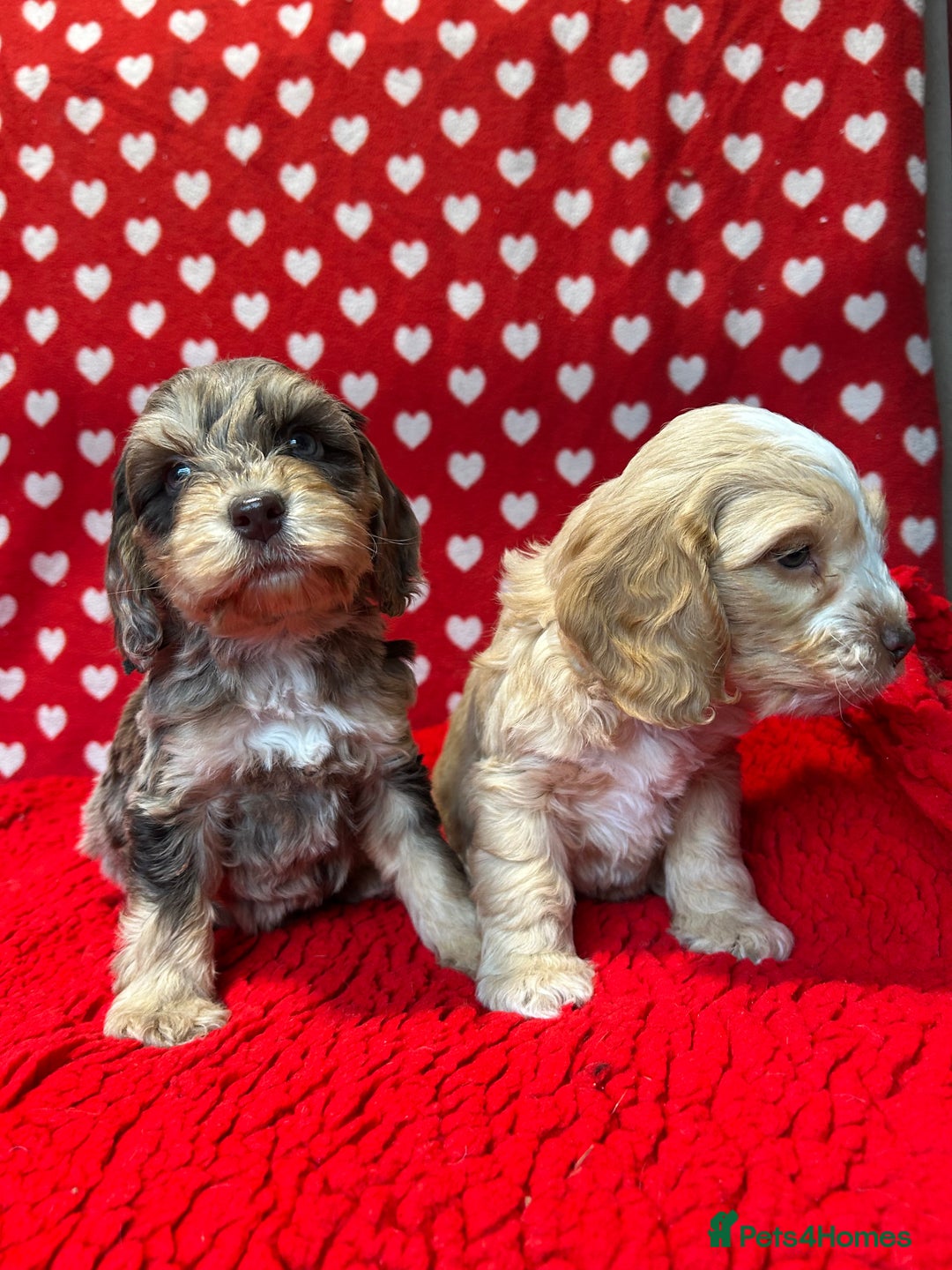 Cockapoo dogs for sale: Cute F1 cockapoo puppies  - Advert 4