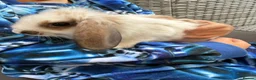 Mixed Breed rabbits for sale: 3 beautiful bunnies  - Advert 2