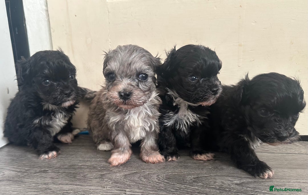 Maltipoo dogs for sale: F1 Toy Maltipoos - Advert 12