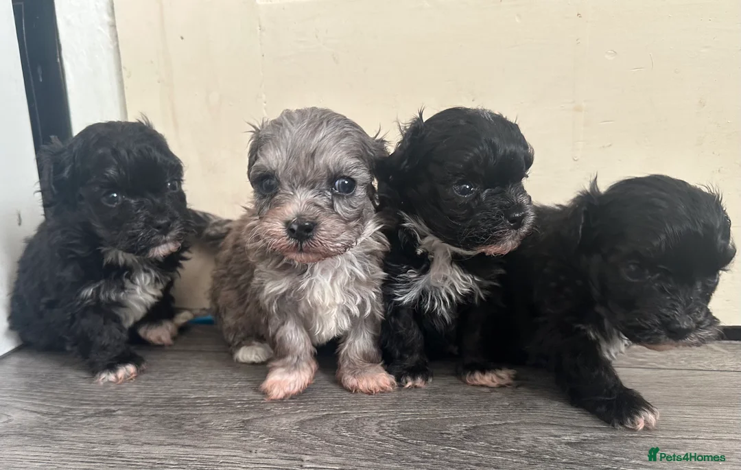 Maltipoo dogs for sale: F1 Toy Maltipoos - Advert 14