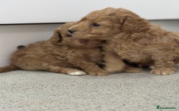 Toy Poodle dogs for sale: Tiny toy poodle boys  - Advert 9