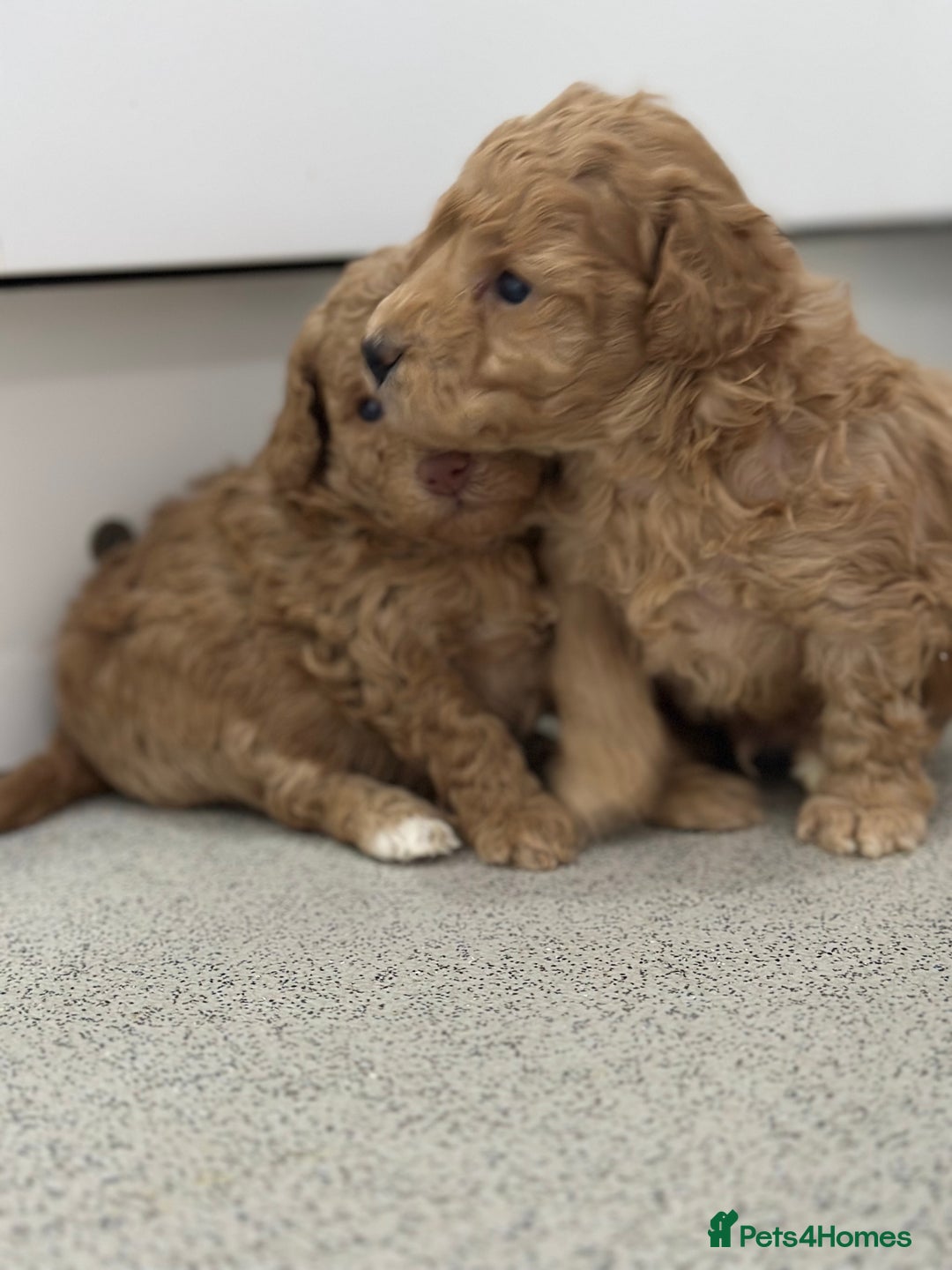 Toy Poodle dogs for sale: Tiny toy poodle boys  - Advert 9