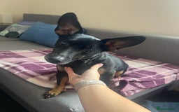 Mixed Breed dogs for sale: Unfortunate rehoming  - Image 2