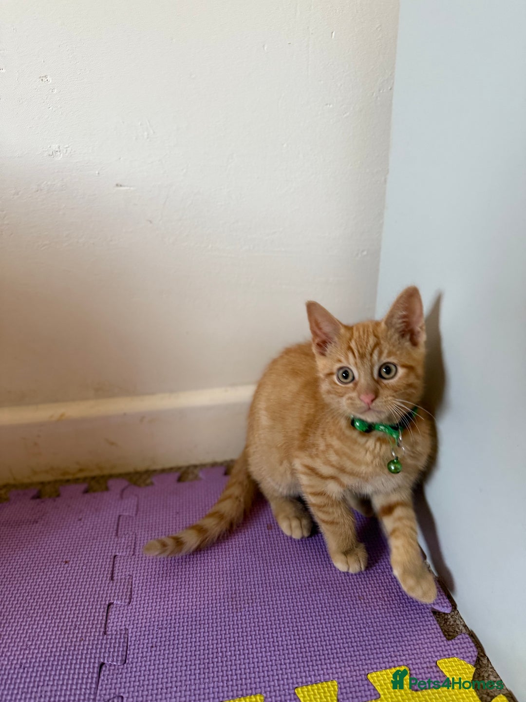 Domestic Shorthair cats for sale: 5 Kittens Looking For A Good Home - Image 11