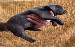 Staffordshire Bull Terrier dogs for sale: Beautiful Blue Champion Staffy Pups - Image 10