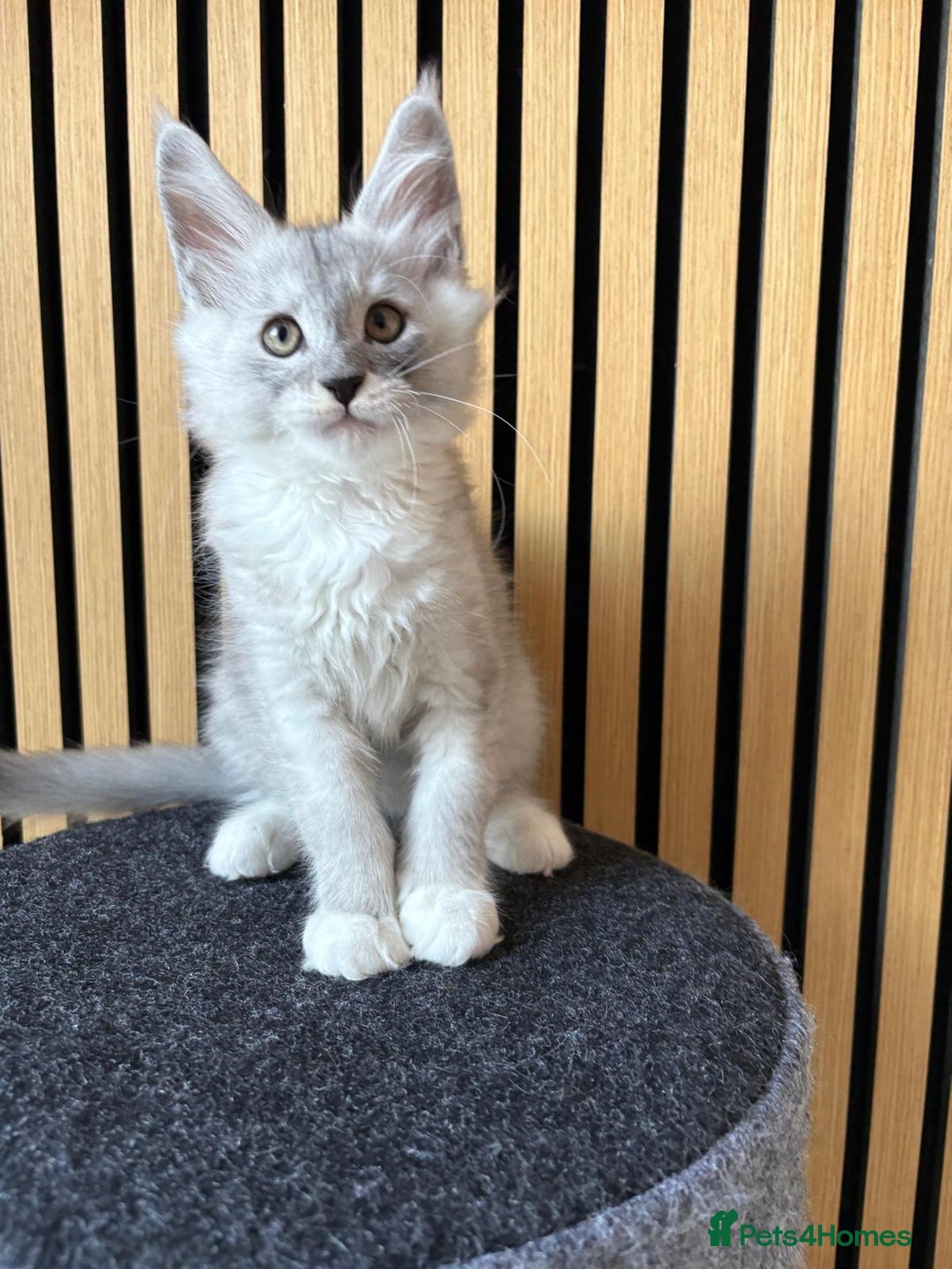 Maine Coon cats for sale: XL Maine Coon Kittens for Sale – TICA Reg - Advert 9