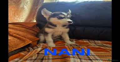 Utonagan dogs - Advert 4