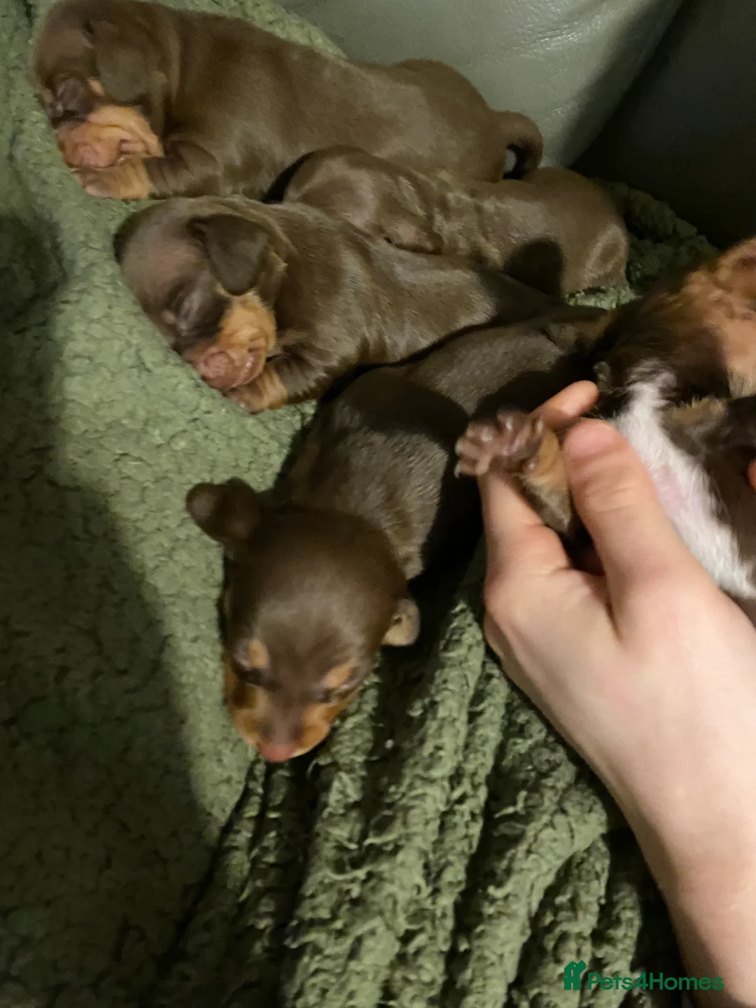 Dachshund dogs for sale: Dachshund  in Northallerton - Advert 9