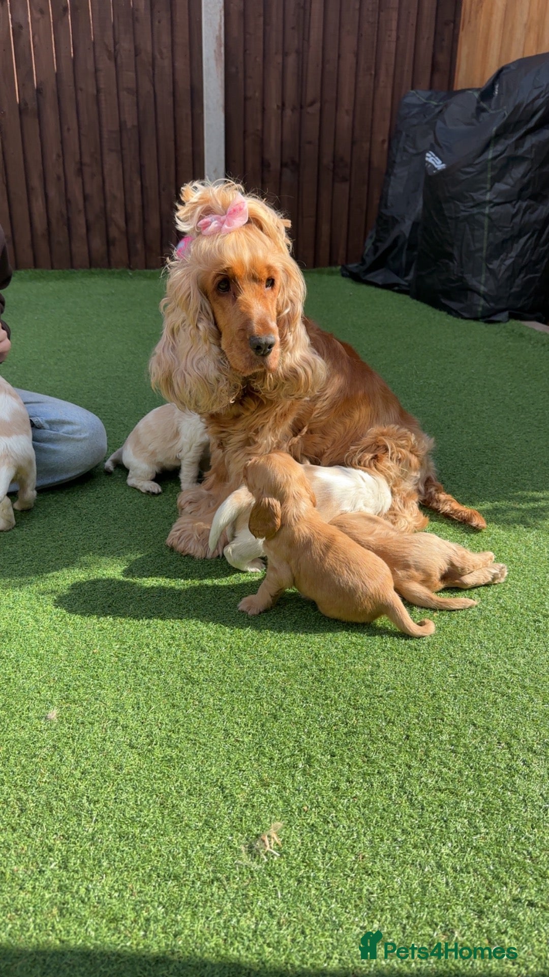 Cocker Spaniel dogs 6 KC Registered Show Type Cocker Spaniels - Advert 1