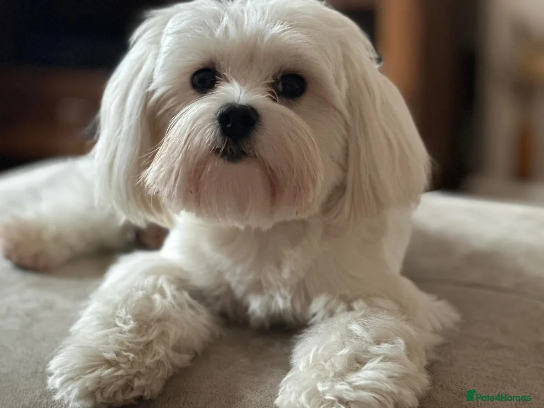 Maltipoo dogs for sale: 💗 Maltipoo Puppies – DNA Clear, Family Raised 💗 - Advert 6