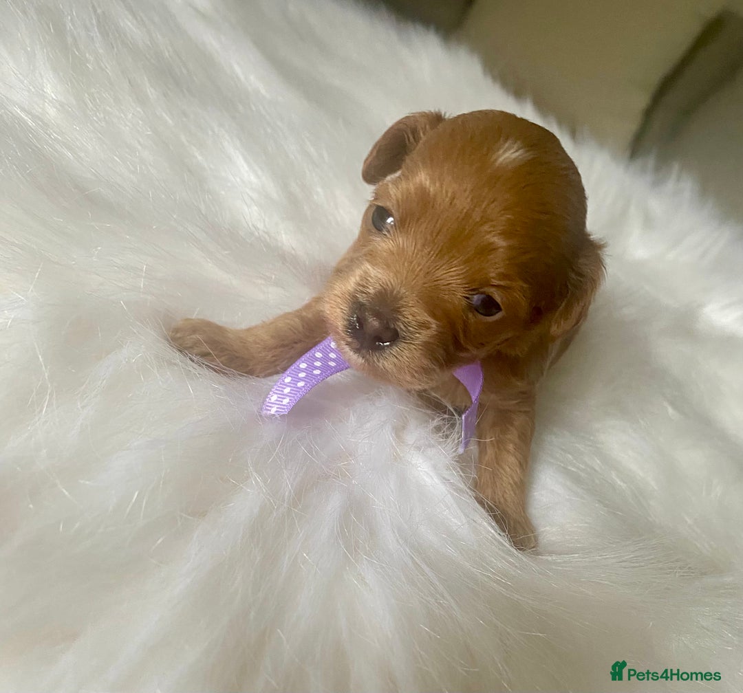 Maltipoo dogs for sale: 🌸Adorable Asian Maltipoo Puppy  - Image 13