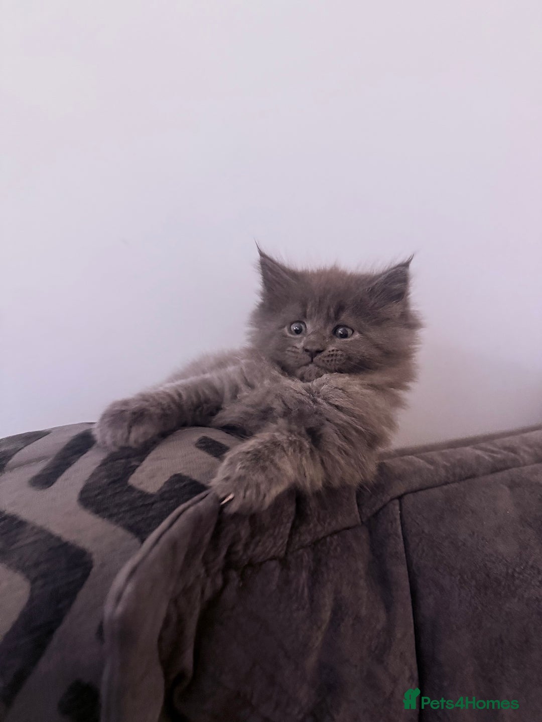 Maine Coon cats for sale: 2 Half Maine Coons for sale  - Advert 5