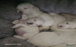 Maltese dogs for sale: Adorable Maltese Puppies for Sale! - Image 3