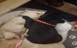 Labrador Retriever dogs for sale: 2 beautiful male black labradors for sale.  - Advert 8