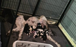 Standard Poodle dogs for stud: Brown & white parti standard poodle  - Image 7