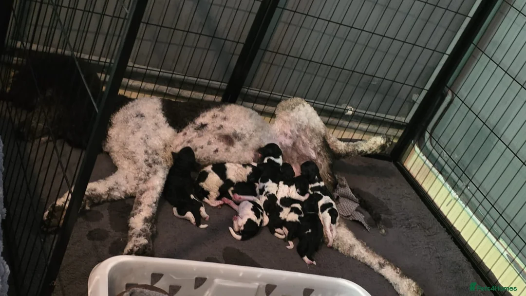 Standard Poodle dogs for stud: Brown & white parti standard poodle  - Advert 7