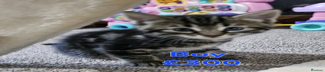 Maine Coon Kitten 5