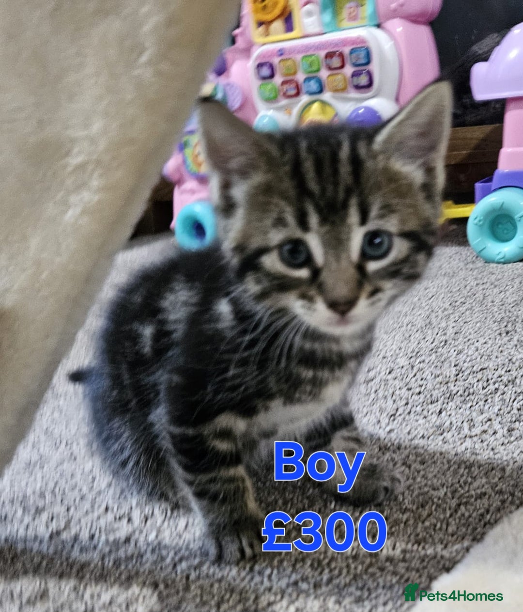 Maine Coon cats for sale: FLUFFY TABBY PART MAINE COON KITTENS - Image 6