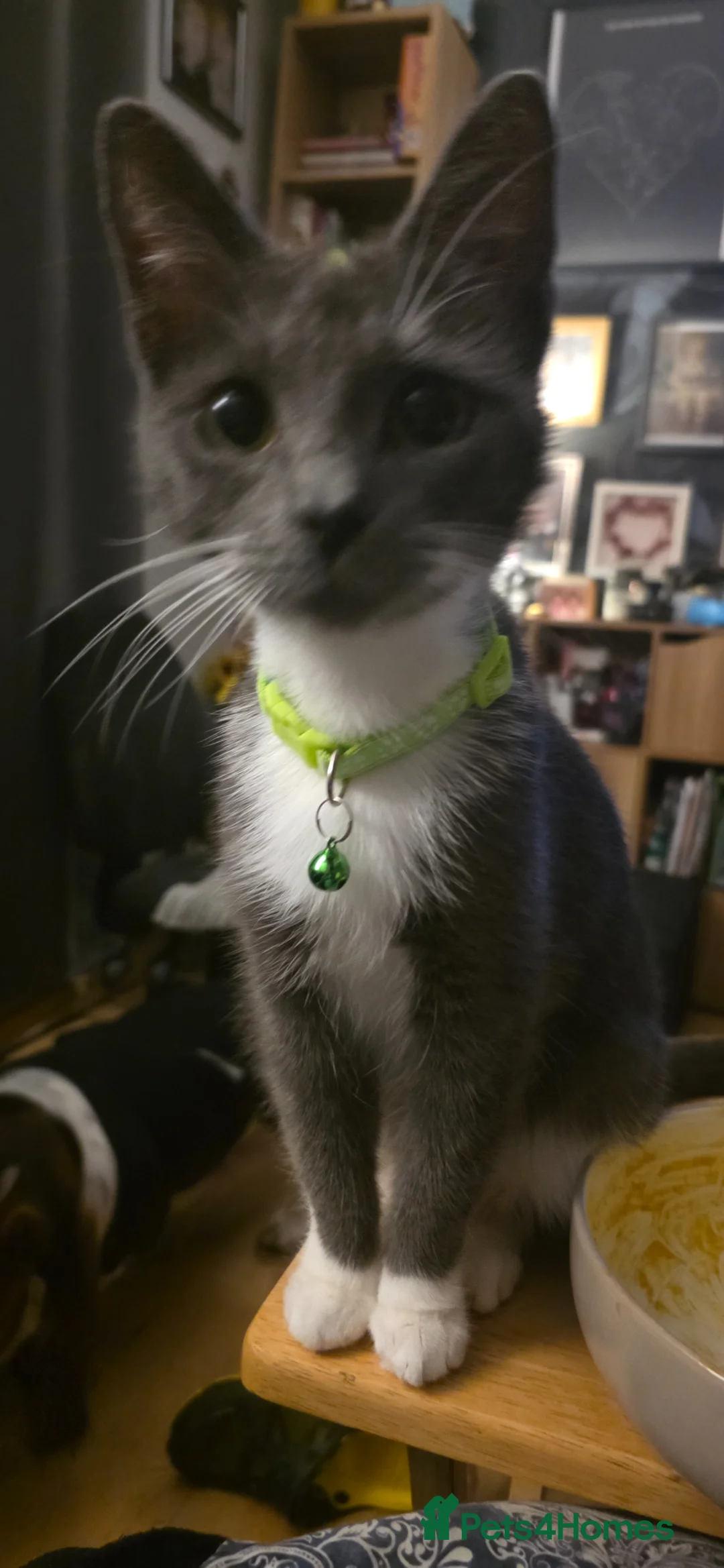 Ragdoll cats for sale: 5 Stunning Fluffy Ragdoll Cross Kittens  - Advert 40