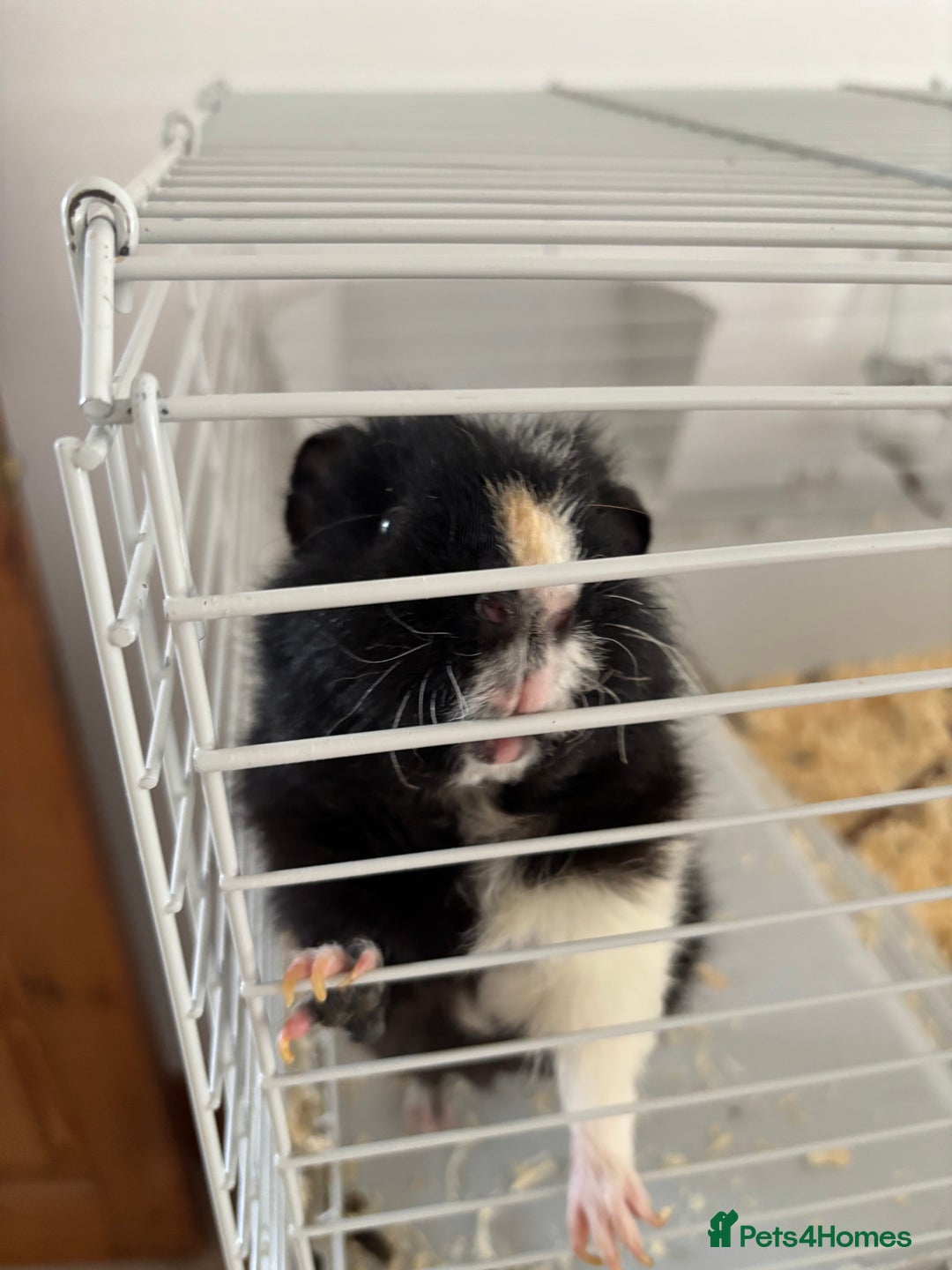 Guinea Pig rodents for sale: Male Guinea Pig - Image 2