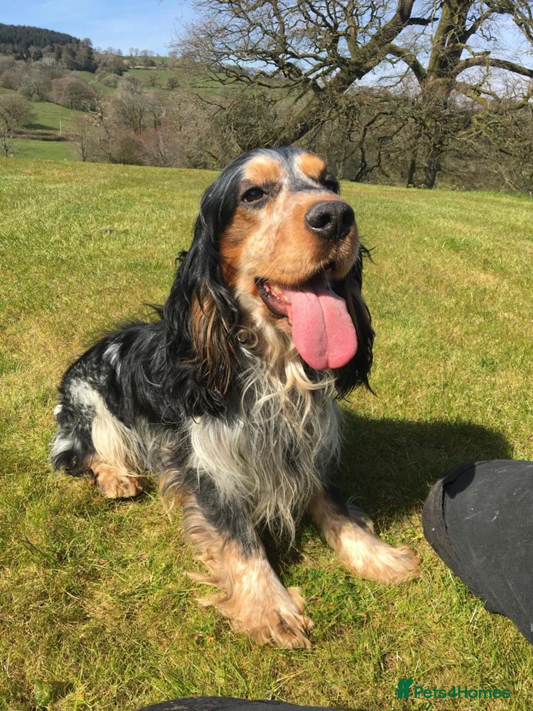 Cocker Spaniel dogs for sale: ⭐️ Show Type Cocker Spaniel Puppies ⭐️ - Advert 2