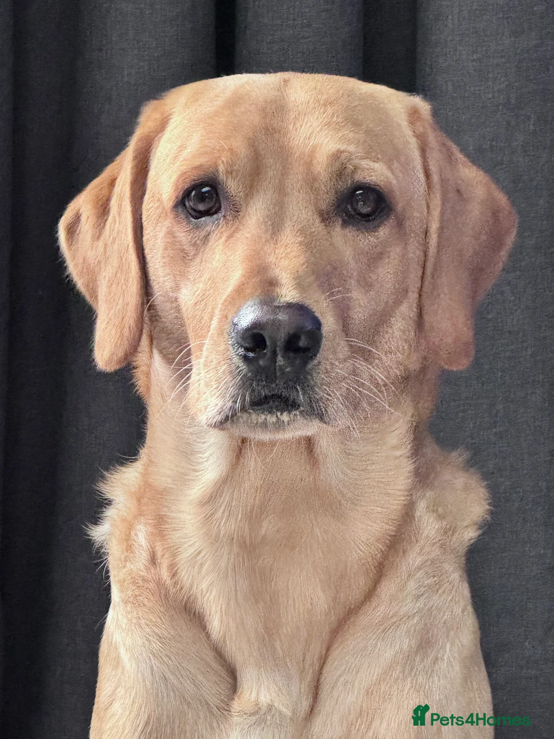 Labrador Retriever dogs for stud: PROVEN, KC REG,HEALTH TESTED LABRADOR FOR STUD in Havant - Advert 6