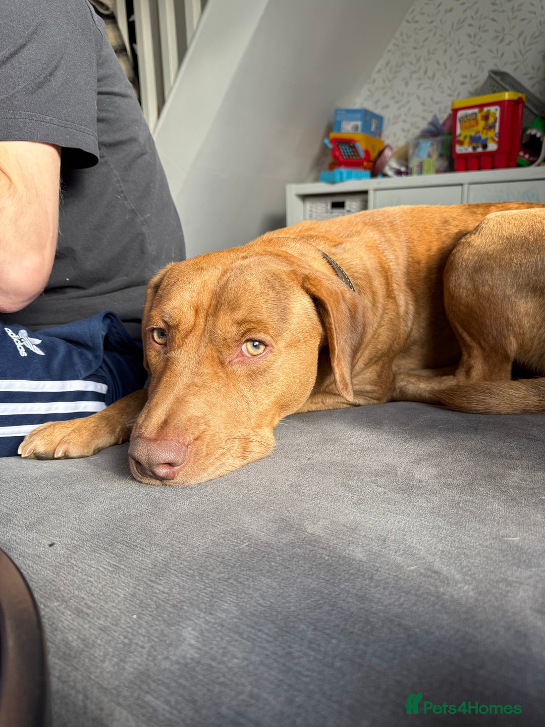 Mixed Breed dogs for sale: Staffy X Collie Rehome  - Advert 2