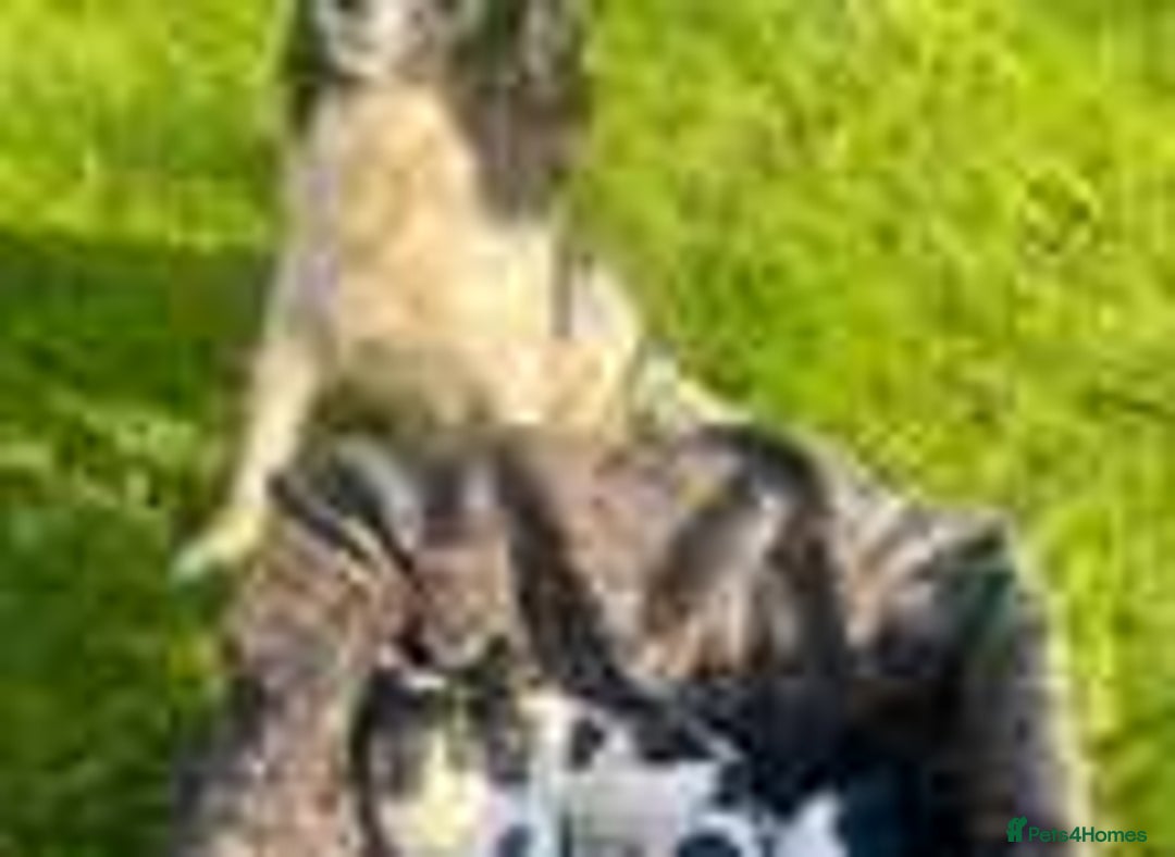 English Springer Spaniel dogs for sale: 5 month old female English springer spaniel  - Image 11