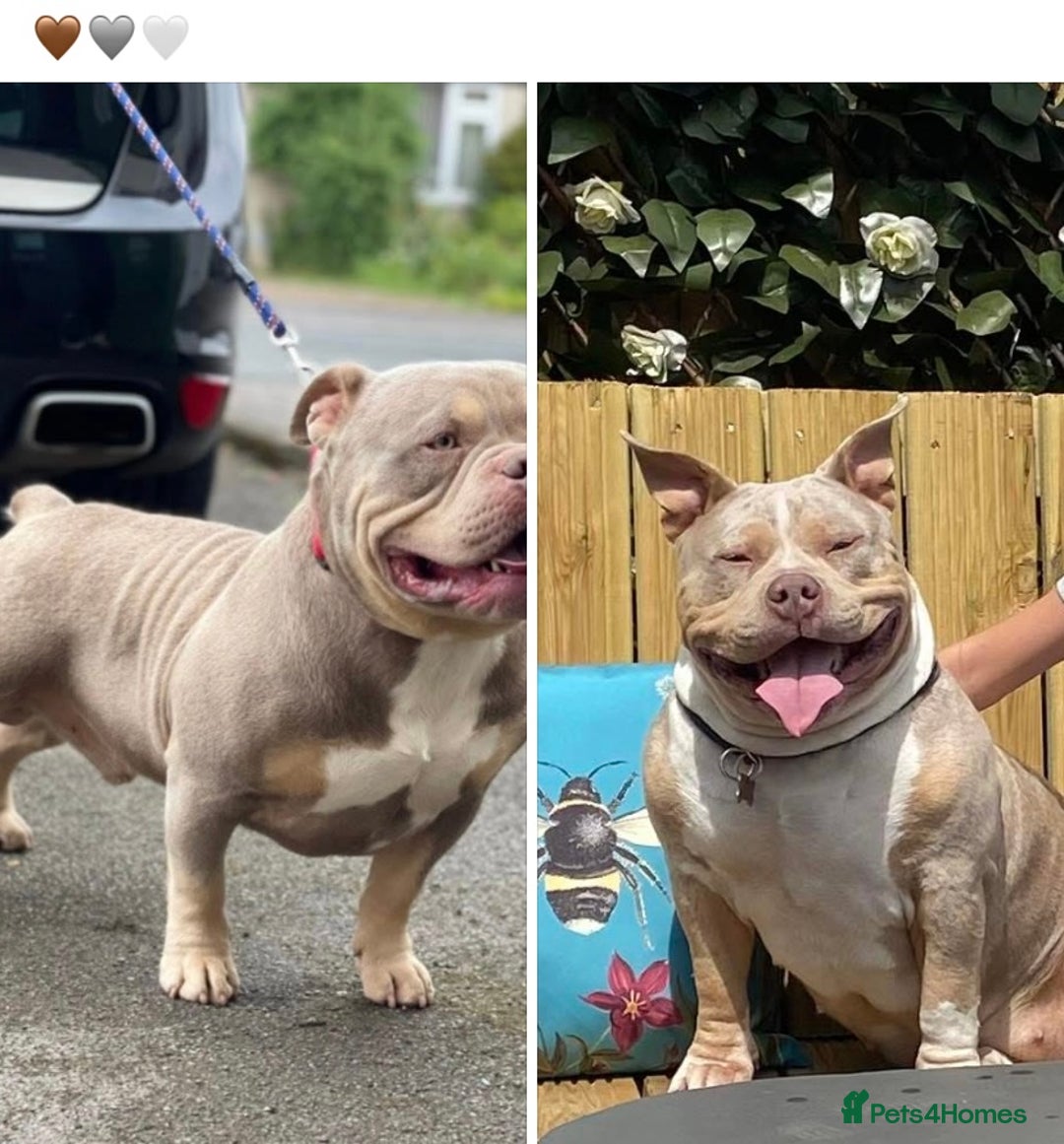 American Bully dogs for sale: American bully  - Advert 20