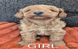 Australian Labradoodle dogs for sale: Miniature Australian labradoodles  - Image 7