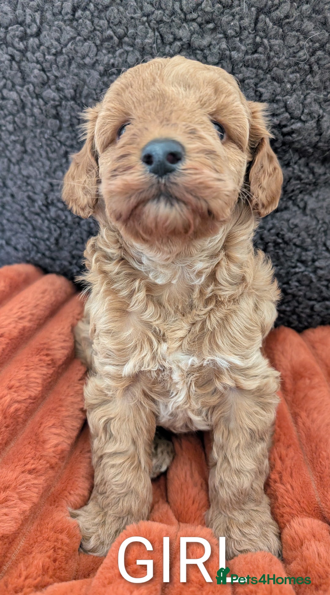 Australian Labradoodle dogs for sale: Miniature Australian labradoodles  - Image 7