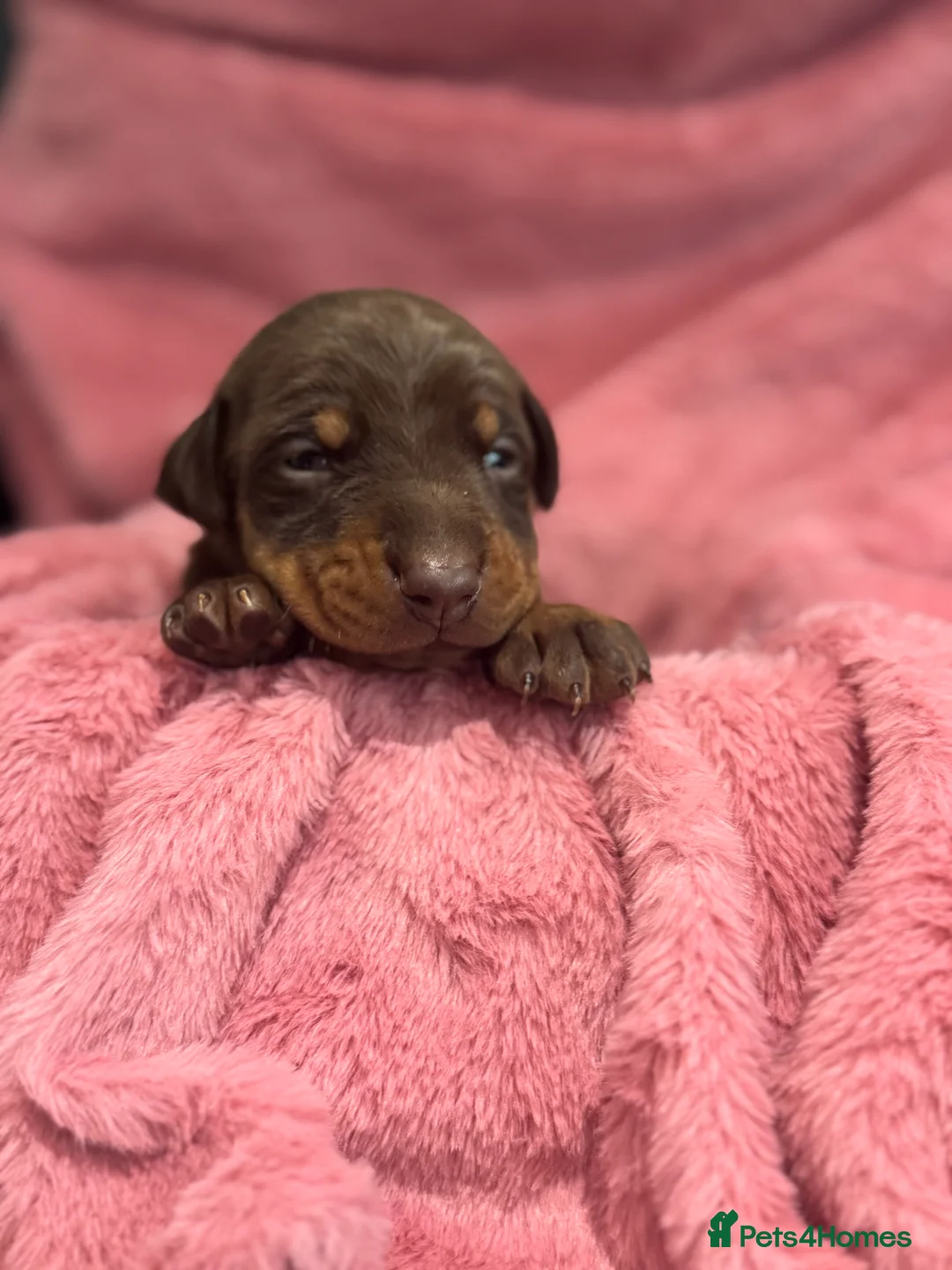 Dobermann dogs for sale: Brown and tanned Doberman puppies KC registered   - Advert 13