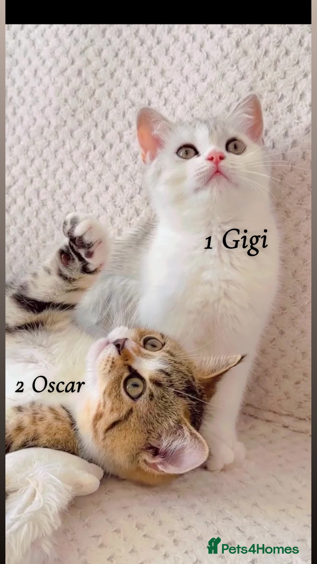 British Shorthair cats   Cute British Shorthair Kittens - Advert 1