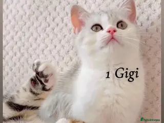 British Shorthair cats Cute British Shorthair Kittens - Advert 1
