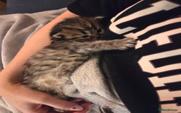 Scottish Fold cats for sale: Scottish Fold/Straight Kittens For Sale  - Image 3