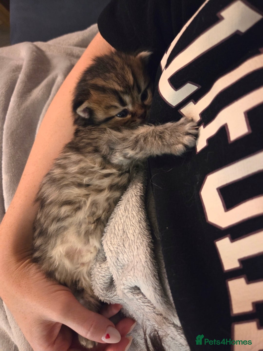 Scottish Fold cats for sale: Scottish Fold/Straight Kittens For Sale  - Image 3