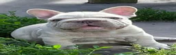 French Bulldog dogs for sale: KC QUALITY HEALTH TESTED FRENCH BULLDOG PUPPIES  - Advert 8