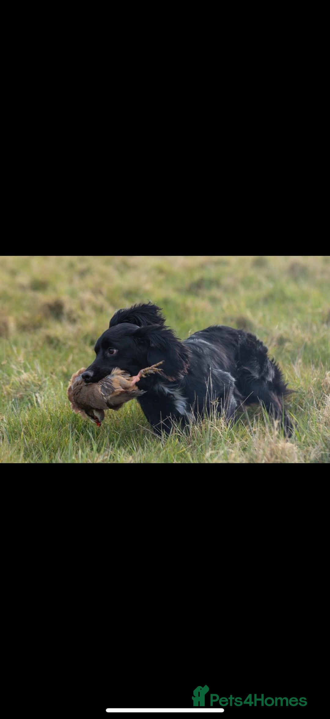 Cocker Spaniel dogs for sale: Working cocker spaniels  - Advert 4
