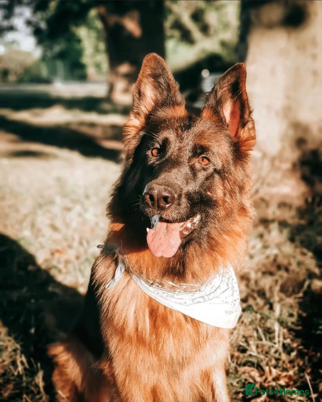 German Shepherd dogs for sale: KC Register German Shepherd puppies  in London - Advert 1