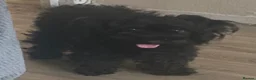 Maltipom dogs for sale: Price dropped for adorable Maltipom puppies  - Advert 9